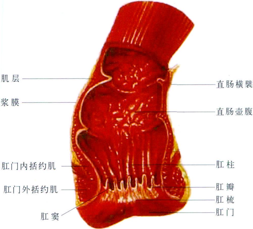 一、肛管